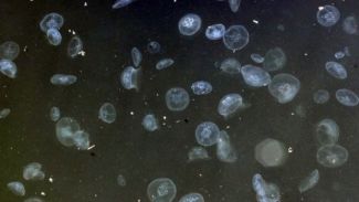 Deniz anası istilası