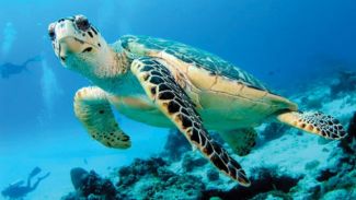 Deniz kaplumbağaları çocuklara anlatıldı