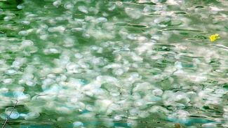 İzmir Körfezi'nde denizanası istilası