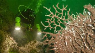 Prens Adaları'nda yer alan mercan yatakları yok oluyor