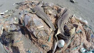 Deniz canlıları telef oldu