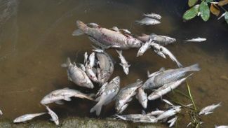 Manavgat'ta balık ölümleri