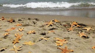 Yüzlerce deniz yıldızı karaya vurdu