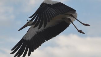 Türkiye'ye gelene kadar...