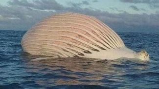 Görenler şaşkına döndü