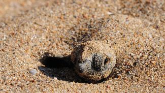 Antalya Valisi Caretta Carettalar için ‘OHAL’ ilan etti