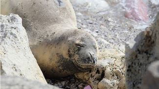Akdeniz foklarını rahatsız etmek resmen yasaklandı