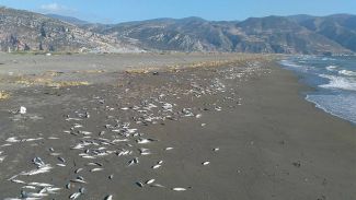 Toplu balık ölümleri çevrecileri korkutuyor