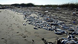 Mersin'deki balık ölümleri TBMM'ne taşındı