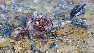 Deniz Kızına Benzeyen Ceset Ortalığı Ayağa Kaldırdı