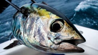 Palamutta Tehlike Çanları Çalıyor