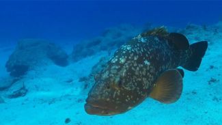 Orfozları satın almayın ve tüketmeyin!