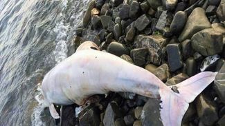 Kurşunlanan yunus balığı Tekirdağ'da kıyıya vurdu