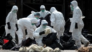 Avrupa'da kuş gribi tespit edildi