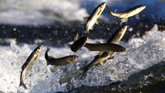 "Balık Geçitleri ve Göçleri Çalıştayı" düzenleniyor
