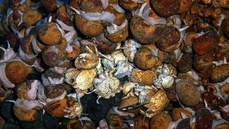 Okyanusta altı yeni canlı türü keşfedildi