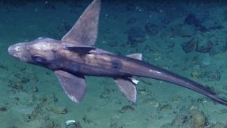 Hayalet köpek balığının ilk video görüntüleri!