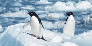 Antarktika'ya Gemilerle Ulaşan İşgalci Türler Deniz Ekosistemini Tehdit Ediyor