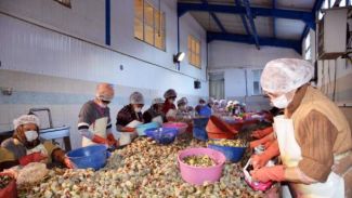 Trabzon'dan deniz salyangozu ihracatı dikkat çekiyor
