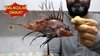 Türkiye denizlerinde "aslan balığı" tehdidi