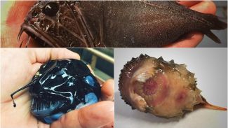 İlginç deniz canlıları görenleri şok etti!