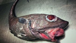 Görenleri şaşkına çeviren tuhaf deniz canlıları!..