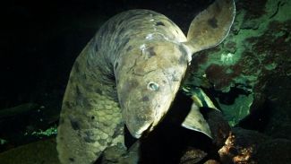 Granddad lakaplı balık ötanazi ile uyutuldu