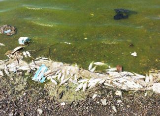 Elazığ'da balıklar kıyıya vurdu