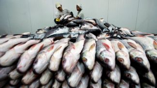 Balık ihracatında Almanya ilk sırada