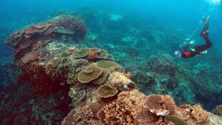 Uzmanlar Büyük Set Resifi'nden umudu kesti