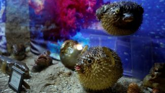 Lübnan'da 35 yıllık emeğin ürünü: Deniz Hayatı Müzesi