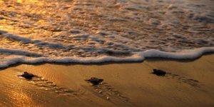 Yavru caretta carettalar denizle buluşturuldu