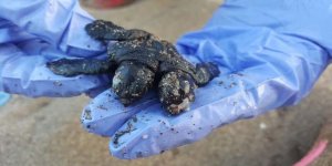 Çift başlı yavru deniz kaplumbağa görenleri şaşırttı