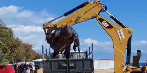 İspanya'da karaya vuran 700 kiloluk dev deniz kaplumbağası