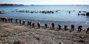Tsunami 1 milyon deniz canlısını ABD kıyılarına taşıdı!