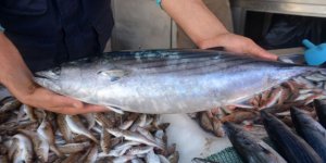 Karadeniz’de 'Zindandelen balığı' sürprizi