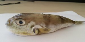 Kızıldeniz balıkları Akdeniz’i istila etti