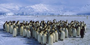 Binlerce penguen küresel ısınma kurbanı