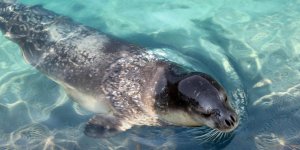 Akdeniz foklarının soyunu kuruttuk