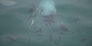 Deniz anaları tarakçı balıklarına yem olmaktan kurtulamadı