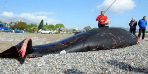 Antalya sahilinde bulunan ölü balinada yara izleri