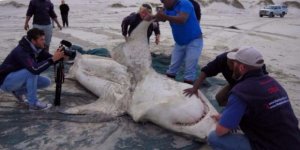 Beyaz köpekbalıkları katil balinalara yem oldu