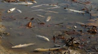 Yeşilırmak'ta toplu balık ölümü korkuttu