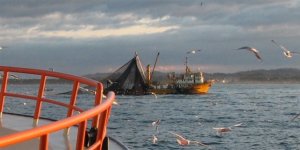 Hamsinin Gürcistan yolculuğu başladı