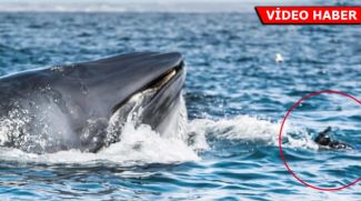 Canını zor kurtardı