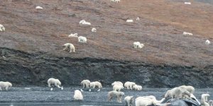 Aç kutup ayılarının zorunlu göçü