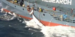 Japonya 122 hamile balinayı katletti
