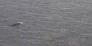 Kuşadası’nda Akdeniz foku görüldü