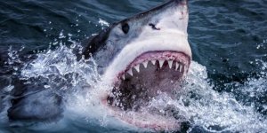 Finans dünyasının ünlü ismi köpekbalığı saldırısında öldü