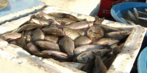 İsrail sazanları göl ve nehirlerin ekolojisini bozuyor